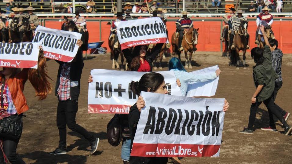 Maltrato animal: Activistas funaron rodeo en Coquimbo