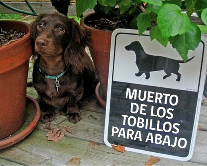 Humor: 26 carteles de “cuidado con el perro” que sin duda producen más RISA que miedo