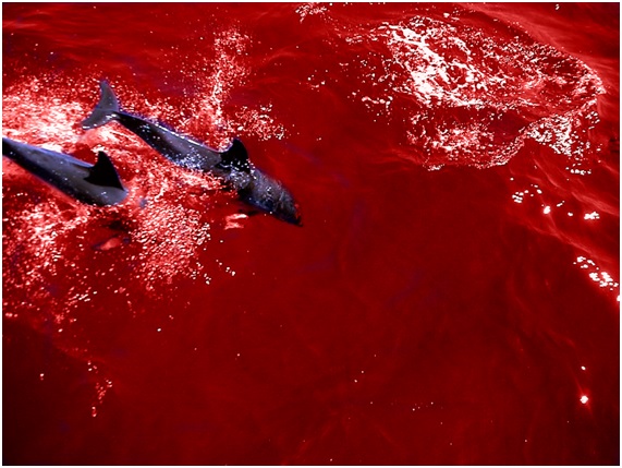 Caza de delfines: Japón no tiene ‘vergüenza’
