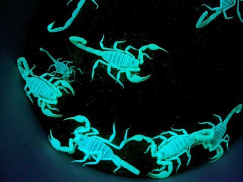Si te dan miedo los escorpiones, no te gustará saber lo que descubrieron los científicos.