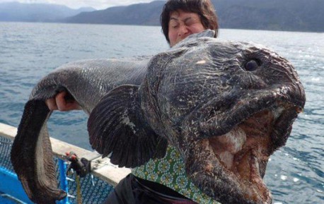 Captura un pez lobo gigante en las aguas afectadas por el desastre de Fukushima