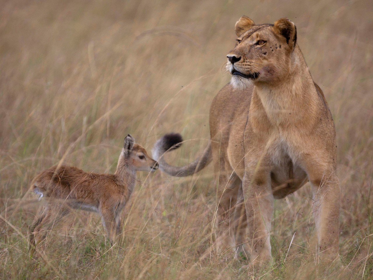 20 fotos de amor entre animales diferentes que te robarán el corazón