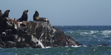 Población de lobos marinos en Cobquecura asciende a más de 2.700