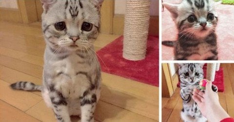 Este es Luhu, el gato más triste del mundo y ya está causando furor en China!