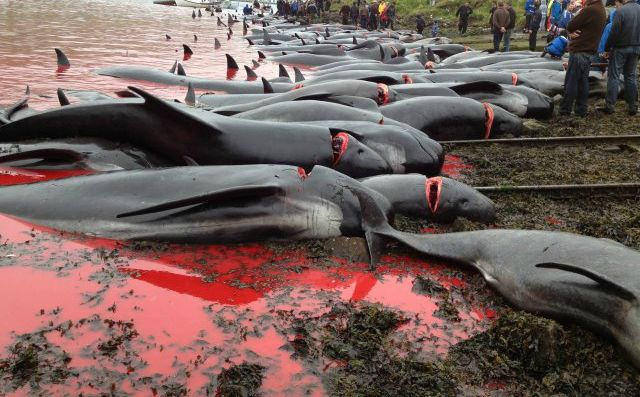 Japón comenzó su “tradicional” masacre anual de delfines