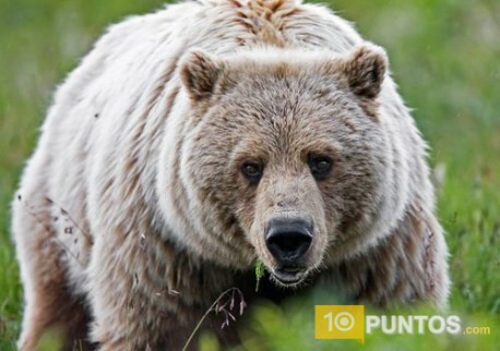 Los 10 animales con la mordida mas fuerte