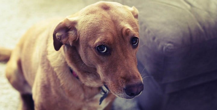 «Perdonar es divino»: Tierno perro le pide sentidas disculpas a su amo