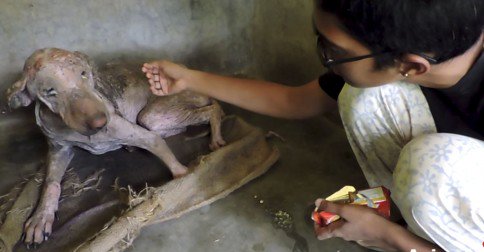 Fue recogido moribundo en una cuneta, el cambio que da en 2 meses es espectacular