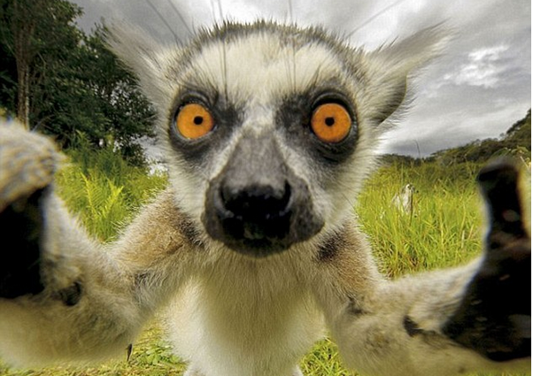 A la moda: Animales y selfies ¡muy graciosos!