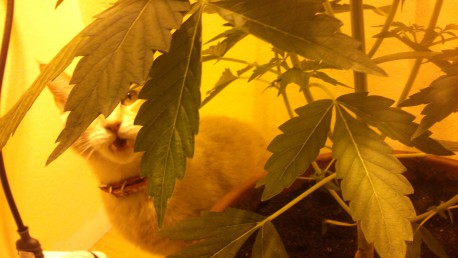 La marihuana pasará de las drogas duras a las blandas