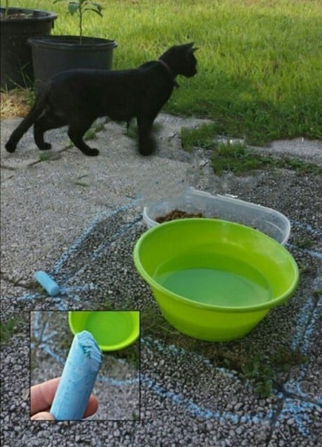20 trucos para que la vida de tu GATO, y la tuya, sea más FÁCIL