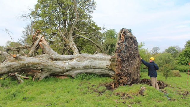 Se encontró un misterioso cuerpo en las raíces de un árbol caído