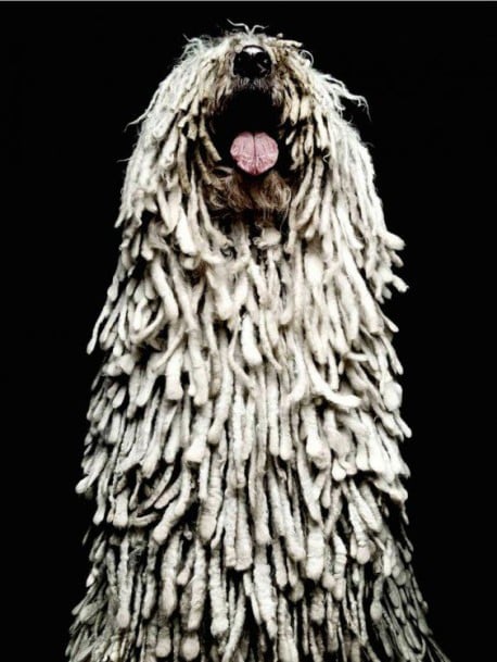 Las 15 razas de perros más raras y exóticas del mundo
