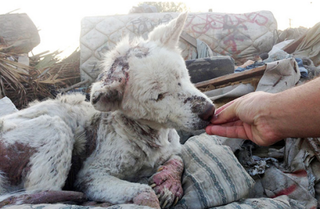 El antes y después de 10 perros rescatados de la calle (y sus historias)