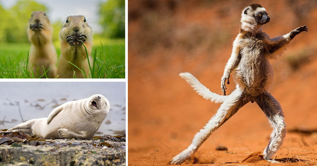 Las imágenes más divertidas del reino animal compiten en el Wildlife Photography Awards