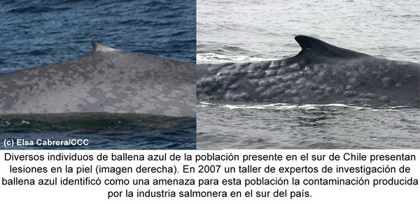 Industria salmonera busca utilizar a las ballenas azules para lavar su imagen