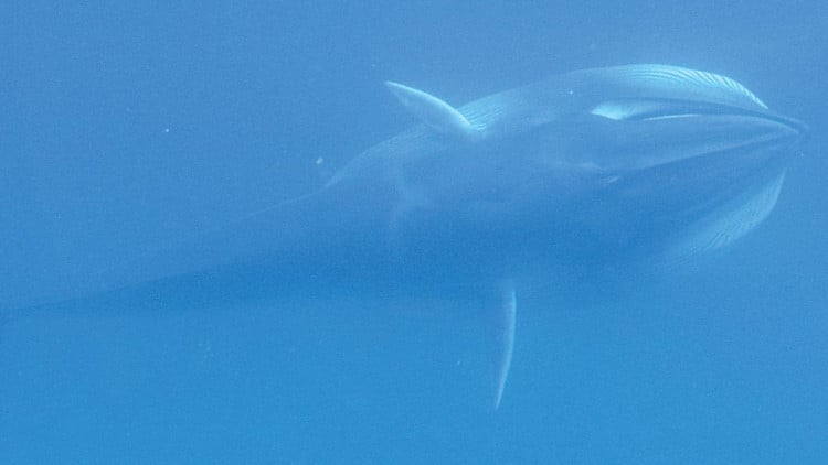 Biólogos registran por primera vez imágenes de la ballena más rara de la Tierra