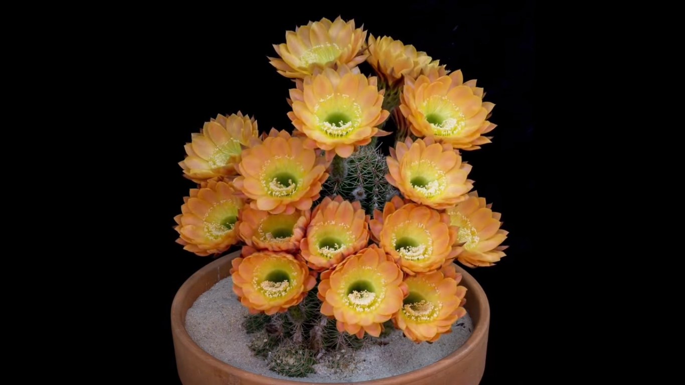 Cactus psicodélico: mirá el video de los florecimientos más espectaculares