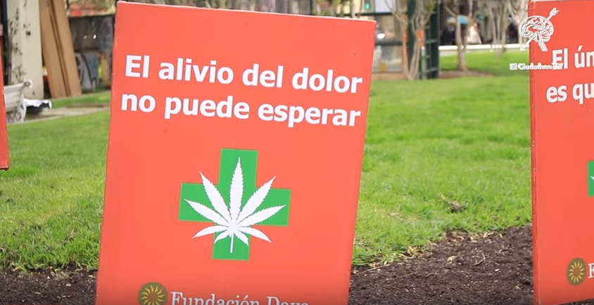 Fundación Daya protesta frente al SAG por retrasar cultivo de marihuana medicinal (Video)