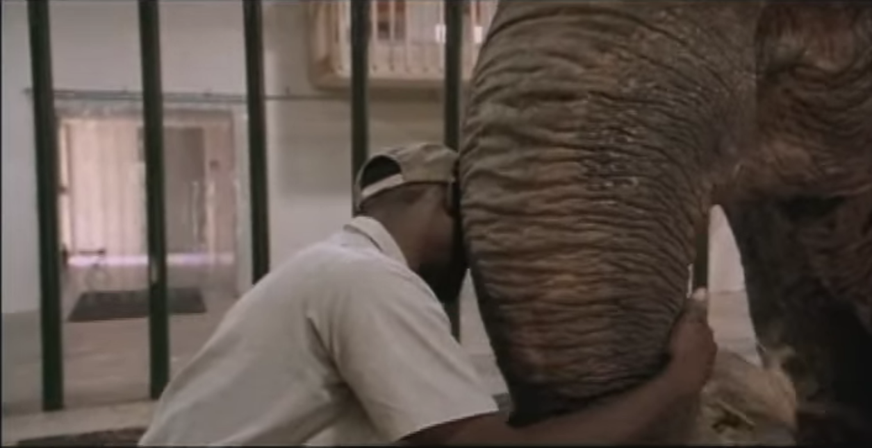 La emotiva despedida entre una elefanta herida y su cuidador tras 22 años juntos