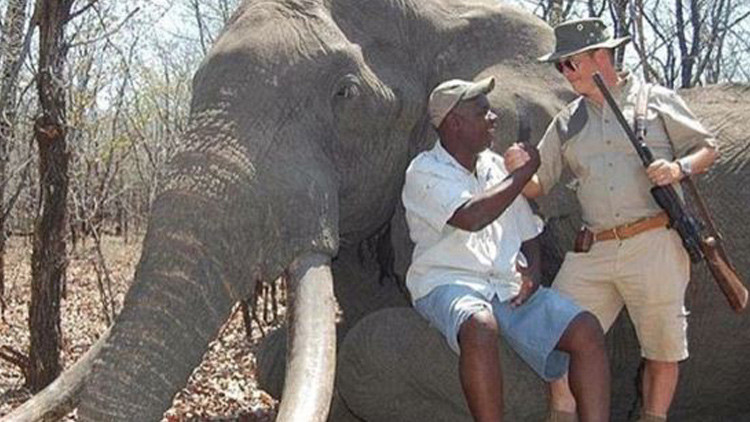 Identifican al hombre que cazó al mayor elefante de Zimbabue como un magnate alemán de inmuebles