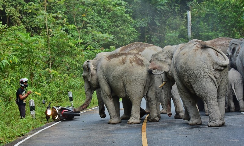 El hombre tailandés que con su moto molestó a unos elefantes y luego se disculpó con ellos (FOTOS)