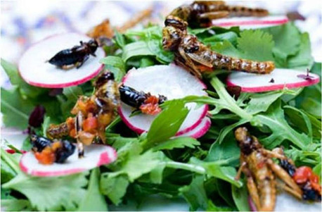 ¡Delicioso!: Ensalada de bichos