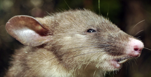 Especies nuevas: una rata con nariz de cerdo
