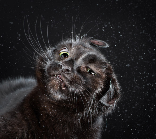 Humor: Cuando veas las caras de estos gatitos sacudiéndose el agua entenderás porqué la odian