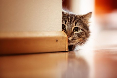 ¿Sabes cómo jugar con tu gato? Acá te enseñamos a hacerlo