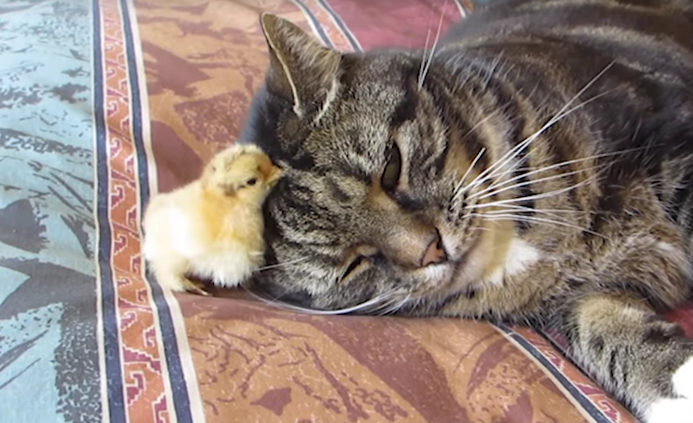 Este pollito ha decidido que el mejor lugar para dormir es bajo la cabeza de su amigo gato