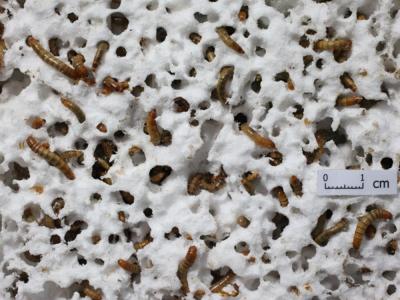 Un gusano que se alimenta de plástico no biodegradable