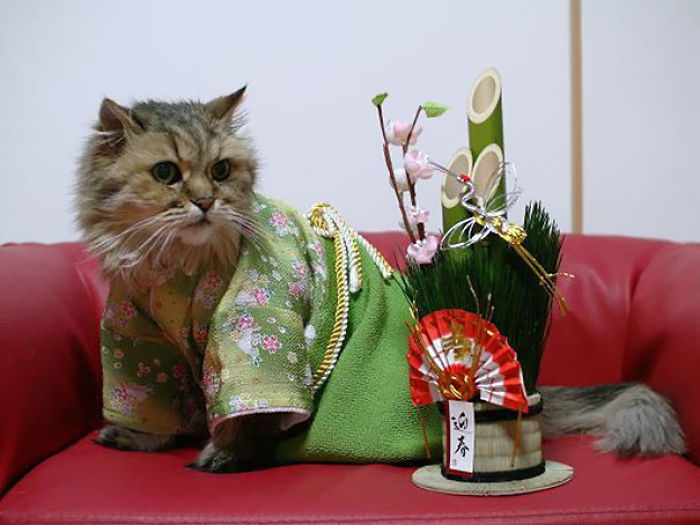 La nueva moda en Japón es… ¡Gatos con kimono! Mira las encantadoras Fotos