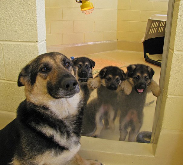 15 orgullosas mamás perrunas junto a sus cachorros