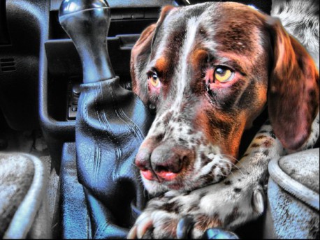Las 15 razas de perros más raras y exóticas. ¿¡Un perro con 24 dedos!?