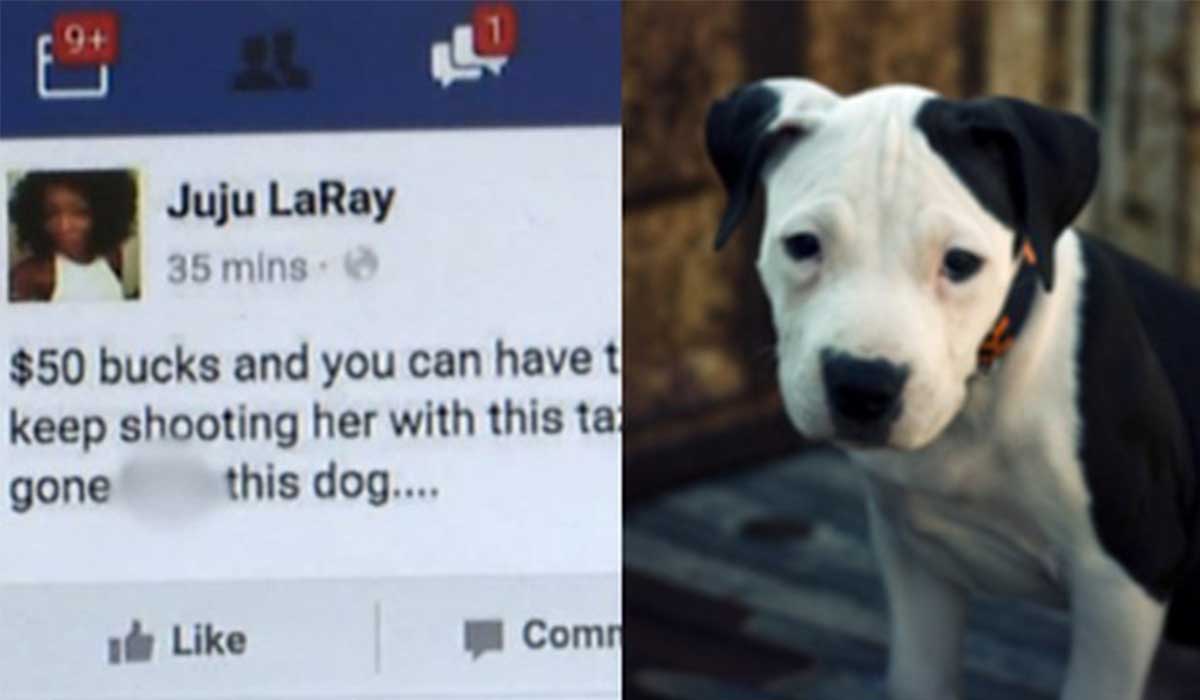 Esta mujer publicó que quería matar a su cachorra. Sólo se salvaría si le pagaban dinero