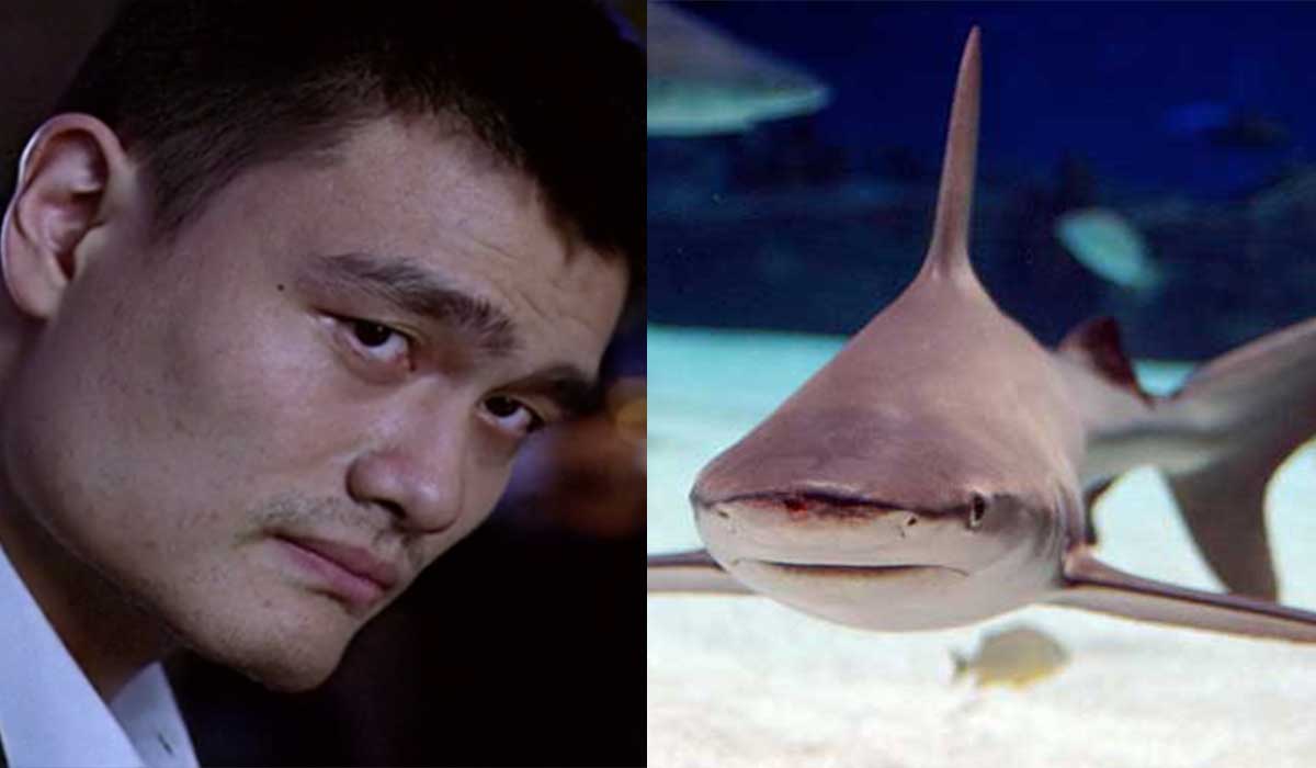 Gracias a Yao Ming, la matanza de tiburones se ha reducido un 50% en China