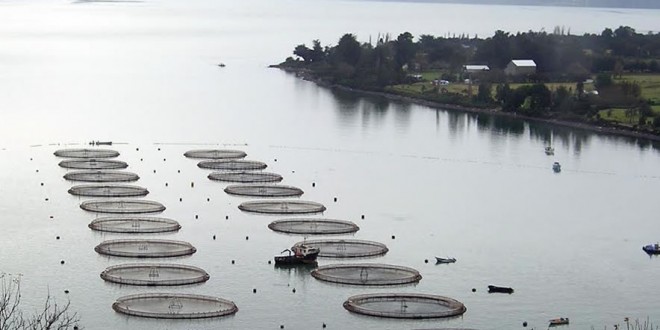 Empresa salmonera noruega Marine Harvest despedirá a 500 trabajadores