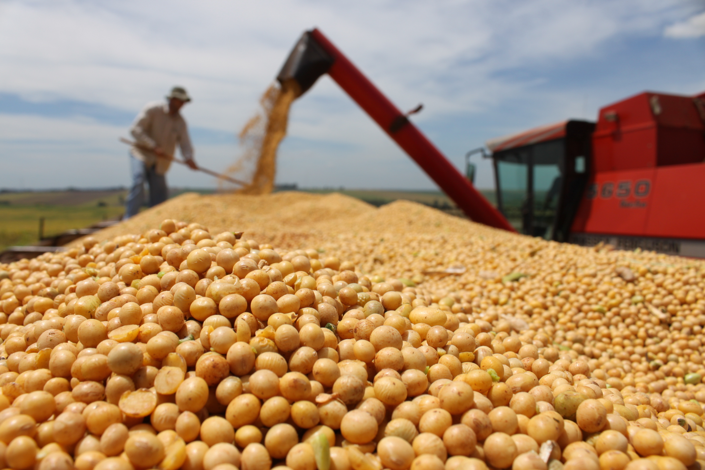 Caen las exportaciones de granos por la cercanía a las elecciones
