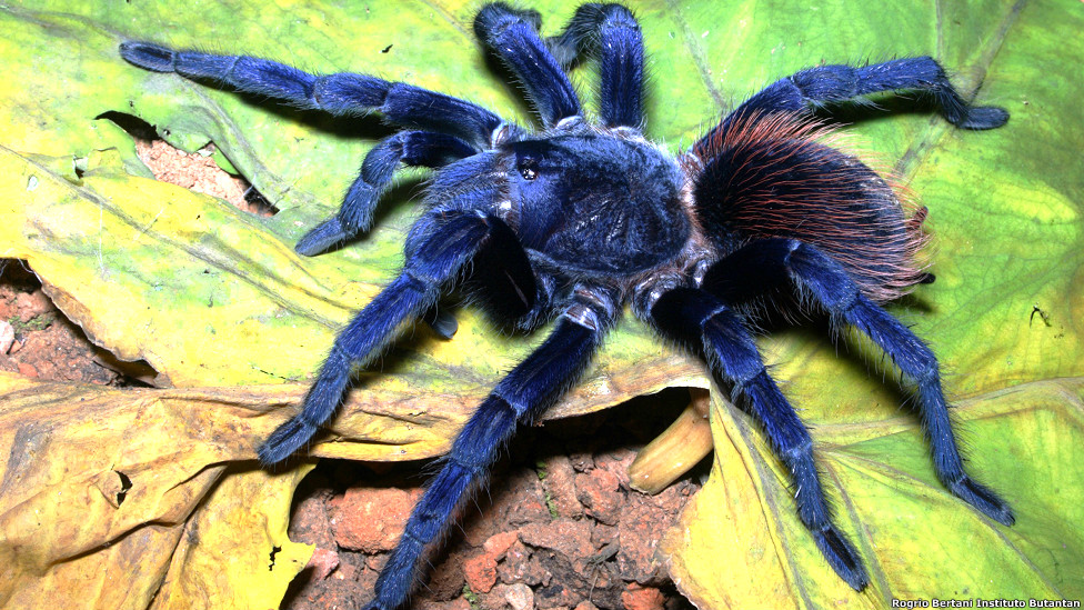 ¡Súper raros! 13 animales que fueron descubiertos hace menos de 10 años