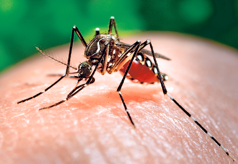 Puebla suma 56 casos de dengue; comenzarán programa experimental
