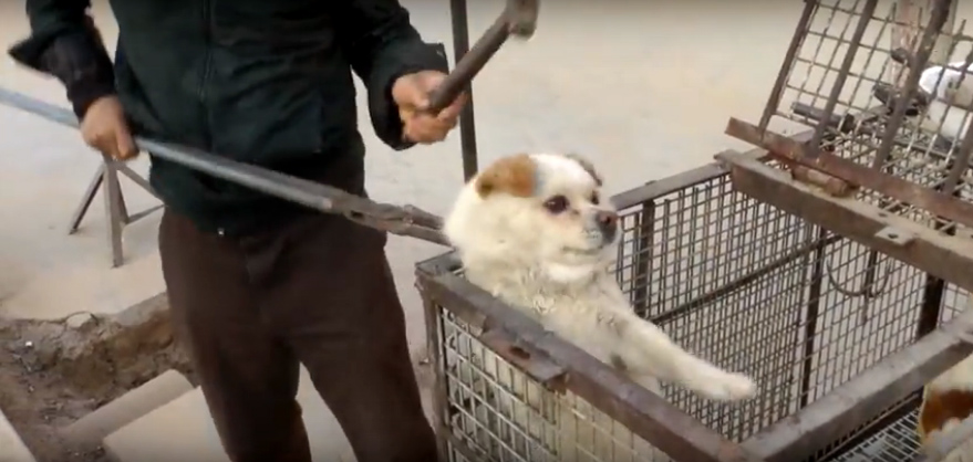Video: Investigación muestra cruel uso de piel de perros y gatos en bolsos, juguetes y prendas en China