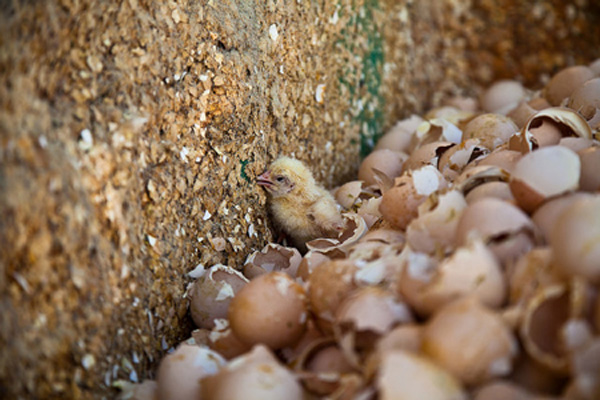 Video: Igualdad Animal muestra el maltrato de las incubadoras de pollos