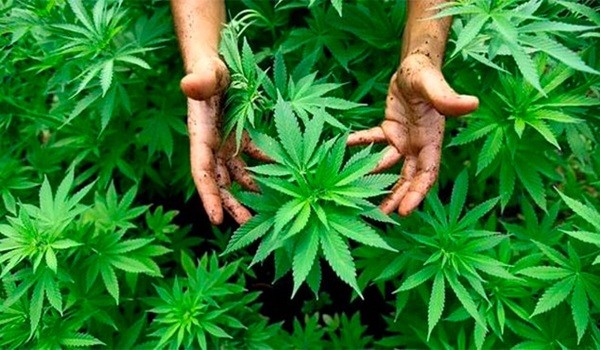Corte Suprema anula condena por consumo de marihuana destinada a uso medicinal