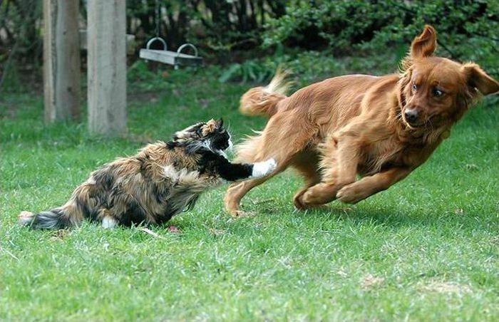 Perros Vs. Gatos ¿quién teme a quién?