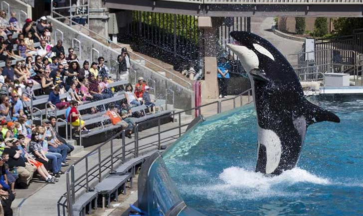 Sea World anunció que no hará más espectáculos con orcas en San Diego