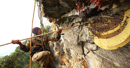 Estas Abejas del Himalaya hacen una miel psicodélica