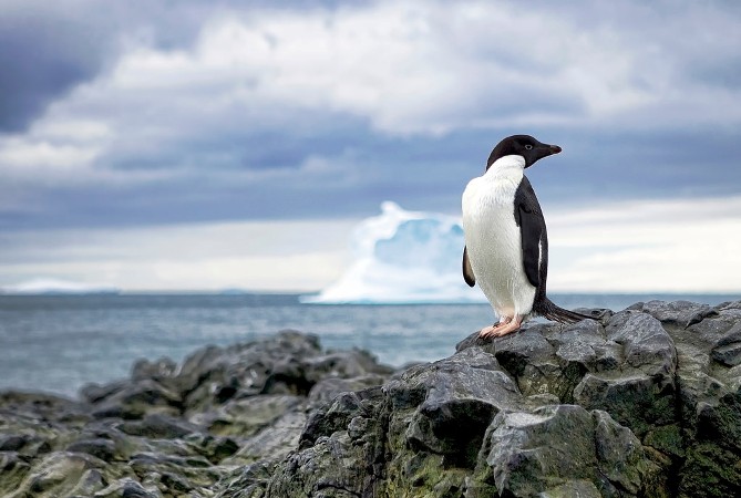 El pingüino Adelaida podría ser el único beneficiado con el cambio climático