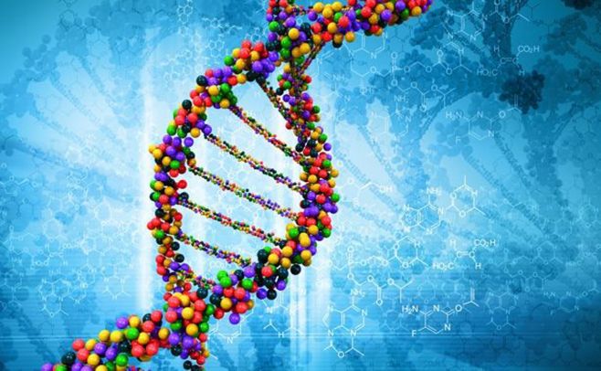 Identifican una nueva proteína que repara el ADN