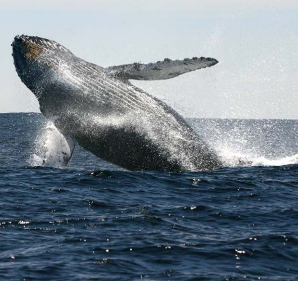 Australia multa a una empresa japonesa por cazar ballenas en un territorio protegido